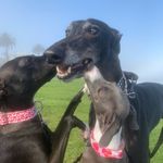 Brady, Poppy & Penny - @brady.poppy.penelope - Instagram