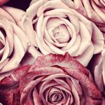 penelope  britton - @brittonpenelope - Instagram