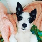 Bruce - @bruce_n_penelope - Instagram