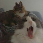 Bruce e Penélope - @bruce_e_penelope - Instagram