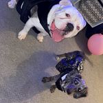 @bruce_penelope_vada - Instagram