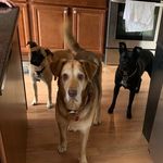 Clyde, Penelope & Bruce - @2_dogs_and_a_bruce - Instagram