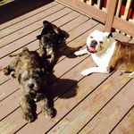 Gwendolyn, Penelope, and Bruce - @gwen.pen.and.bruce - Instagram