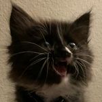 Penelope, Ewok, Bruce, & Saya - @pebs.ee - Instagram