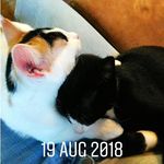 Penelope pussycat and Bruce - @penelopecat_and_bruce - Instagram