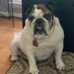 Diesel,Penelope,Bruno - @lindseysdogphotographpage - Instagram