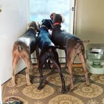 Moose And Penelope and Bruno - @my_weim_life - Instagram