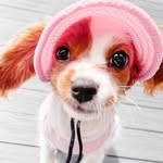 Penelope 🌼 Bruno 🧸 - @sweetlingpenelope - Instagram
