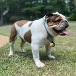 Lola Penelope Buchanan (Lola Bean) - @lola_the_one_eyed_bulldog - Instagram