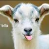penelopebuck11 - @penelopebuck11 - TikTok
