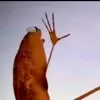MARCUS THE WORM IS AMAZING - @penelopecarruther - TikTok