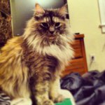 Penelope Carson - @prettyprettyprincesspenny - Instagram