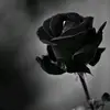 Penelope de las casas - @penelope.de.las.c - TikTok