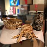 Monkey, Penelope & Chadwick - @monkeypenelopechadwick - Instagram