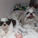 Chase & Penélope 🐾🐶 - @_chase04.penelope30 - Instagram