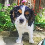 Penelope and Oliver - @penelope_chases_butterflies - Instagram