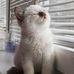 Penelope Chase - Facebook