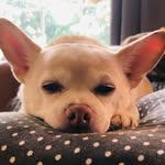 Penelope Rieffel Chase - @peneloperieffelchase - Instagram