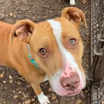 Penelope Collins - @penelope_the_dallas_pittie - Instagram