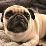 Penelope Collins - @penelope.thepug.xo - Instagram