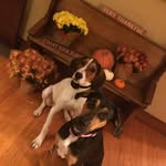 Penelope & Perry - @coonhounds_penelope_perry - Instagram