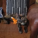 Penelope the Maine Coon - @penelope_jade_coon - Instagram