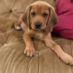 The Story of Penny - @penelopecooney - Instagram