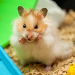 🐹ᑕᕼᑌᑕK, 𝓟𝓮𝓷𝓮𝓵𝓸𝓹𝓮 & ℂ𝕣𝕠𝕨𝕝𝕖𝕪🐹 - @chuck_penelope_crowley - Instagram