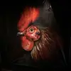 penelopecrowley - @penelopecrowley - TikTok