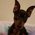 Penelope Denny - @penelope_the_minpin - Instagram