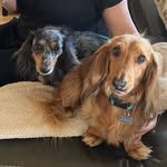 Duke & Penelope - @duke.and.penelope - Instagram