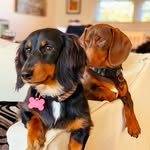 Duke and Penelope🐶 - @duke_and_penelope - Instagram
