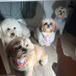 Duke_Chanel_Penélope_Zara - @dukechanel_penelopezara - Instagram