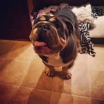 Duke Novak - @_duke.boyblue_and_penelope_too - Instagram