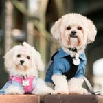 @dukeandpenelope - Instagram