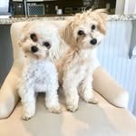 Penelope Ann and Duke Andrew - @penelopeanddukequinn - Instagram