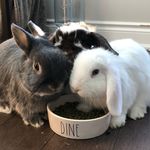 Sir Duke & Ellaouise & Delilah - @sirdukeandpenelope - Instagram