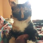 Penelope Evans - @i_am_penelope_a_kitty - Instagram