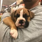 Penelope Ewing - @princesspenelope_theboxer - Instagram