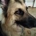 Penelope Goodger - Facebook