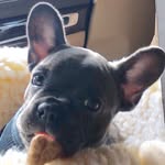 Penelope and Paisley Gordon 🐶🐶 - @penelopegordon24 - Instagram