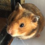 lil-Penelope - @penelope.hamster - Instagram