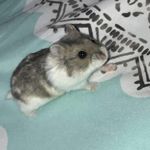 penelope byrne - @penelope.hamstagram - Instagram