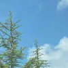 penelope_harmon - @alexis.angel81 - TikTok