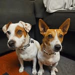 Penny 🐶 and Harry 🐶 - @penelope_and_harrison - Instagram