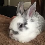Penelope The Bunny - @penelopethelionhead - Instagram
