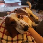 Penelope the fart head - @pawnelope.von.sweets - Instagram