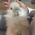 PENÉLOPE 🐰♥️ - @penelope_headlion - Instagram