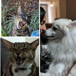 Leeroy / Penelope / Hendrix - @two_cats_one_floof - Instagram