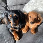 Penelope + Henry - @penelopeandhenryweenie - Instagram